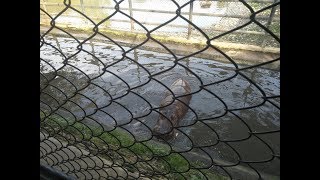 Hippopotamus  Central Zoo  The only Zoo of Nepal [upl. by Odelet]