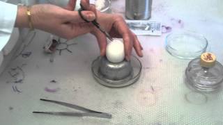 Viral Cultivation in Chicken Embryo [upl. by Weight]