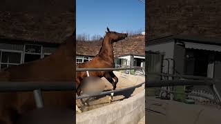 Best Horse Short Film shorts animals horse [upl. by Ocirnor]