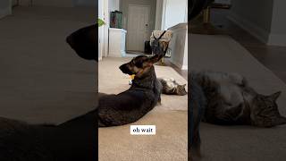 How often do you give your dog the scrapies funnyshorts gsd shortspets [upl. by Attenreb]