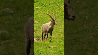 Bouquetin  Lac de Trécolpas Mercantour shorts francenature nature animals [upl. by Ahsal704]