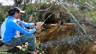 SÃ³ foi a agua nova chegar no bueiro o cardume de variedade encostou Foi de envergar a vara [upl. by Devin148]