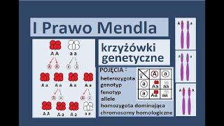 Podstawowe prawa dziedziczenia Krzyżówki genetyczne [upl. by Kristian]