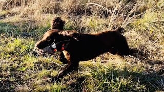 Field Bred English Cocker Spaniel Quail Hunting at Little Q Ranch Cash can POINT FLUSH RETRIEVE [upl. by Ecnaled]