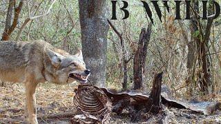 Peccary Carcass  Cougar Vulture Coyote Gray Fox Peccary Jaguar Skunk Bobcat Coati  Mexico [upl. by Farly]