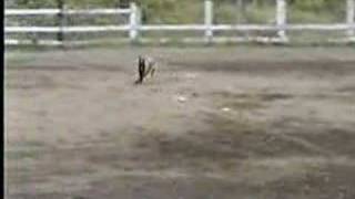 Stormy  Lure Coursing [upl. by Korie]