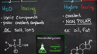 Hydrophilic vs Hydrophobic [upl. by Ymar]