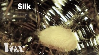 How silkworms make silk [upl. by Ahtebbat]