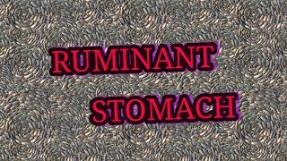 RUMINANT STOMACH  ruminant stomach order  ruminant stomach definition [upl. by Arayk796]