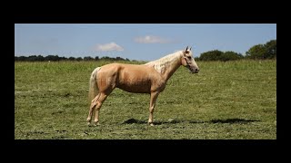 Palomino Tennessee Walking Horse Gaited Trail Mare For Sale [upl. by Ricoriki740]