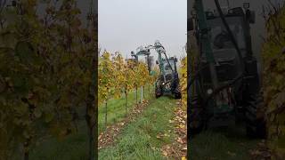 Prepruning😁🍇🎥clemensinfo vineyard vines prepruning work tractor autumn [upl. by Enehpets839]