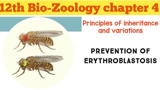 12th bioZoology chapter 4 Principles of inheritance and variationPREVENTION OF ERYTHROBLASTOSIS [upl. by Hyde87]