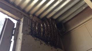 Killer Bee Hive in Tombstone Arizona [upl. by Plusch779]