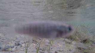 Arabian pupfish Aphaniops stoliczkanus in natural habitat [upl. by Eide]