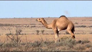 WILD CAMEL MANAGEMENT 2 [upl. by Lateehs843]