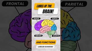 Lobes of the Brain amp Their Functions shorts cerebrum anatomy [upl. by Tnarb]