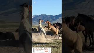 Horse Fight shorts youtubeshorts Horse Playing Big Horse Fight Horse fight challange [upl. by Ynehteb13]