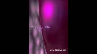 Fertilization process 14 how ovum block sperms entering in to it 3D Animation [upl. by Airotna]