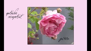 Rose Jasmina  Kordes  Kletterrose  Kaskade  gartenfein HD [upl. by Anaig]