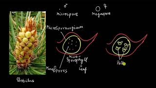 Gymnosperms  the male cone  Plant Kingdom  Biology  Khan Academy [upl. by Schlessinger236]