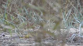 Рогатый жаворонок Eremophila alpestris 161024 ЮПНГ [upl. by Selry904]