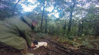 Corleone Gundogs Picking up [upl. by Lowndes]