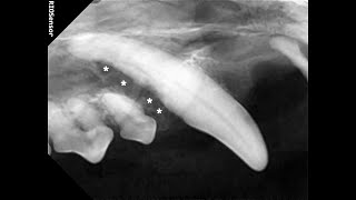 반려견 양치를 해주지 않으면 이렇게 됩니다 Oronasal fistula of a dog 반려견 치주 질환에 의한 구비강루 발생 견치 발치 [upl. by Nyad]