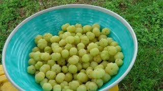 Making a Star Gooseberry Drink  Video [upl. by Jarib]