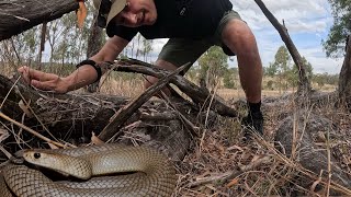 POSZUKIWANIA NIBYKOBRY NAJBARDZIEJ NIEBEZPIECZNEGO WĘŻA AUSTRALII [upl. by Adihaj]