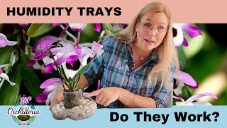 Orchid Humidity Trays How Efficient Are They [upl. by Yrtsed722]