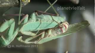 Paarung Gottesanbeterin Sphodromantis spec mating praying mantis [upl. by Minny51]