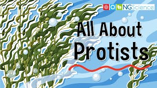 All About Protists [upl. by Abisha]