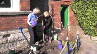 Planting Perovskia atriplicifolia Russian Sage [upl. by Nuhsar]