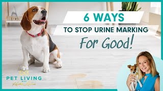 6 Ways to Stop Your Dogs Urine Marking for Good [upl. by Rosabel]