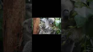 Koala Sound Effects koala koalasound animalsounds trending wildanimals youtubeshorts animals [upl. by Arlinda517]