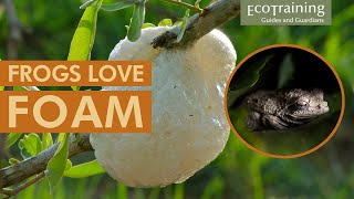 Foam Nest Frogs Hatching  Pridelands Kruger Park [upl. by Den]