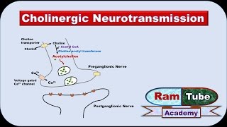 Cholinergic Neurotransmission made easy with animation Pharmacology [upl. by Earal]