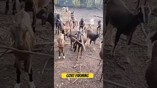 Bakri Farming shorts viralvideo tanweer goatfarm [upl. by Suirradal]