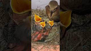 Bird feeds insects to his chicks  Just Birds  shorts [upl. by Ynattir137]