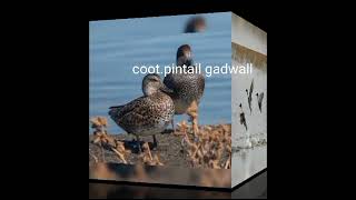 coot gadwall pintail call sound [upl. by Hazaki95]