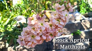 COLUMN STOCK APRICOT MATTHIOLA INCANA  SEASON BLOOM [upl. by Edris]