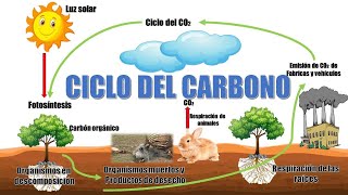 quot¿Qué es el ciclo del carbono y sus etapasquot  Ciclo geológico y ciclo biológico [upl. by Snilloc]