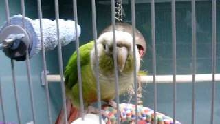 head bobbing conure [upl. by Lolita]