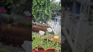 Miracle Organic Fertilizer For Growth ampBlooming shortfeed shortvideo [upl. by Bard957]