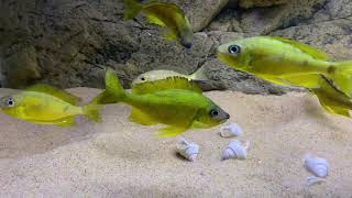 Ophthalmotilapia nasuta quotgoldquot Kipili F1 colony  PISCES [upl. by Bowman992]