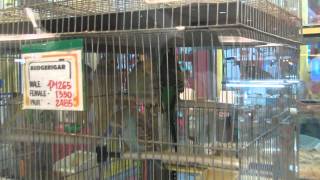 BioResearch in SM MegaMall Pet Store Part 33 [upl. by Bang380]