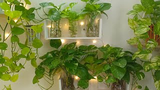 My secret of growing healthy amp bushy money plants in water  Caretips for MM leafylife550 [upl. by Prisca]