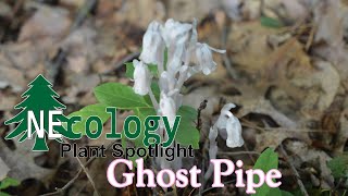 NEcology Plant Spotlight  Ghost Pipe [upl. by Innoj]