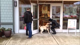 Joy working with Antonia Guide Dog [upl. by Hadihsar551]