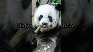 Quick Panda Bear Facts You Didnt Know [upl. by Idarb]